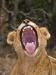 Yawning Lion